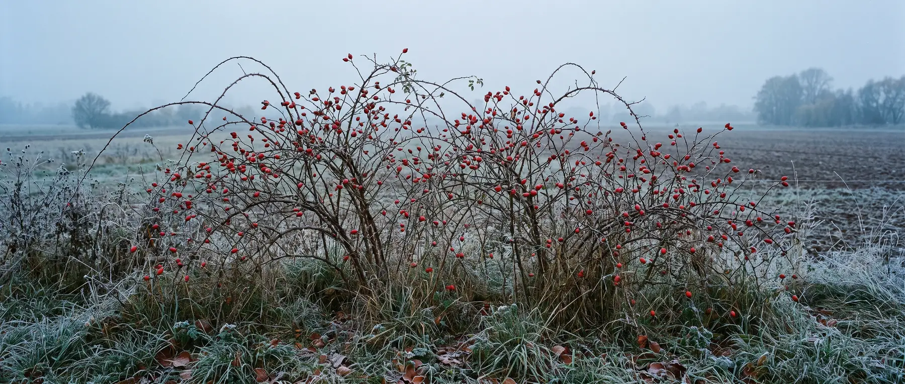 Feldweghecke im Oktober, dicht behängt mit roten Hagebutten, dahinter Nebel