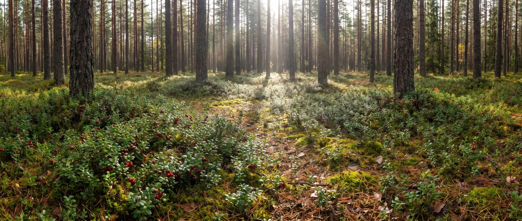 Sonnendurchfluteter Nadelwaldboden mit niedrigen Preiselbeersträuchern