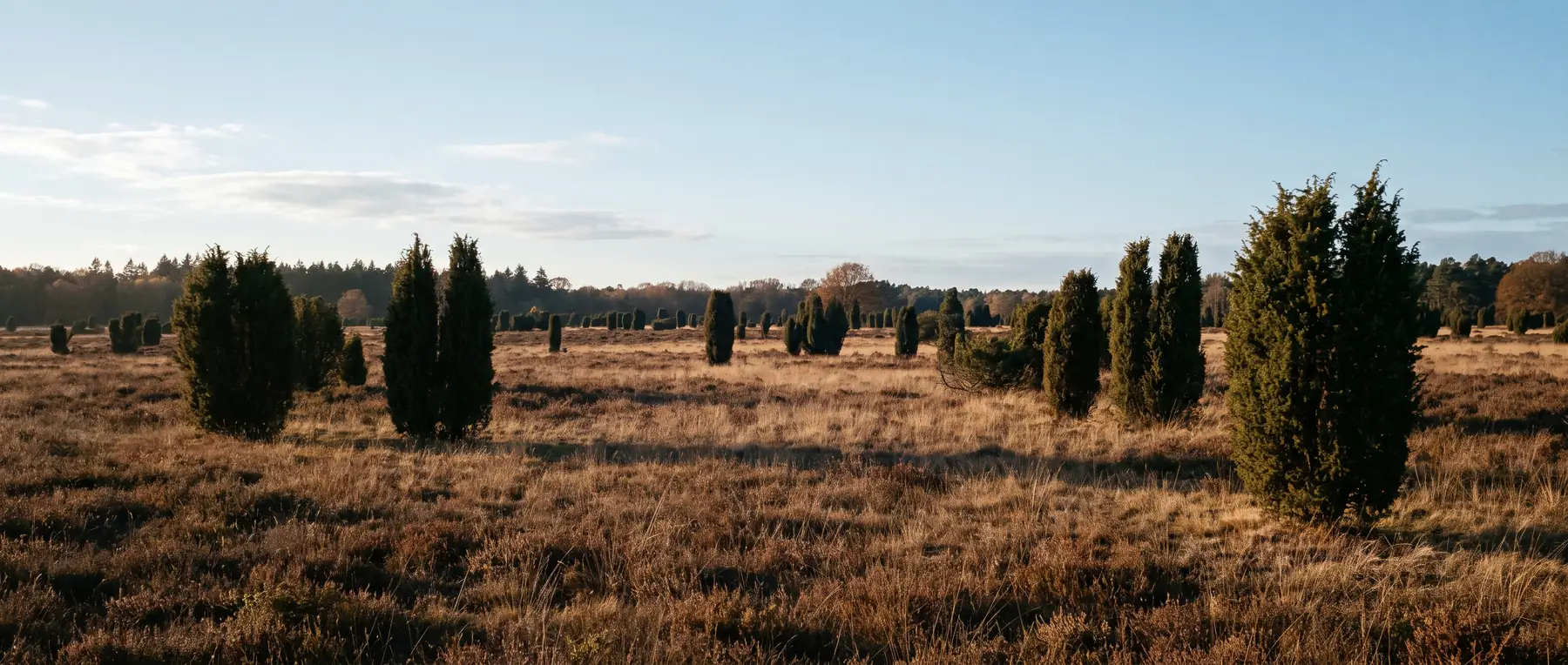 Wacholdersträucher auf einer nebligen Heide im Spätseptember, dunkle Silhouetten über blassem Gras