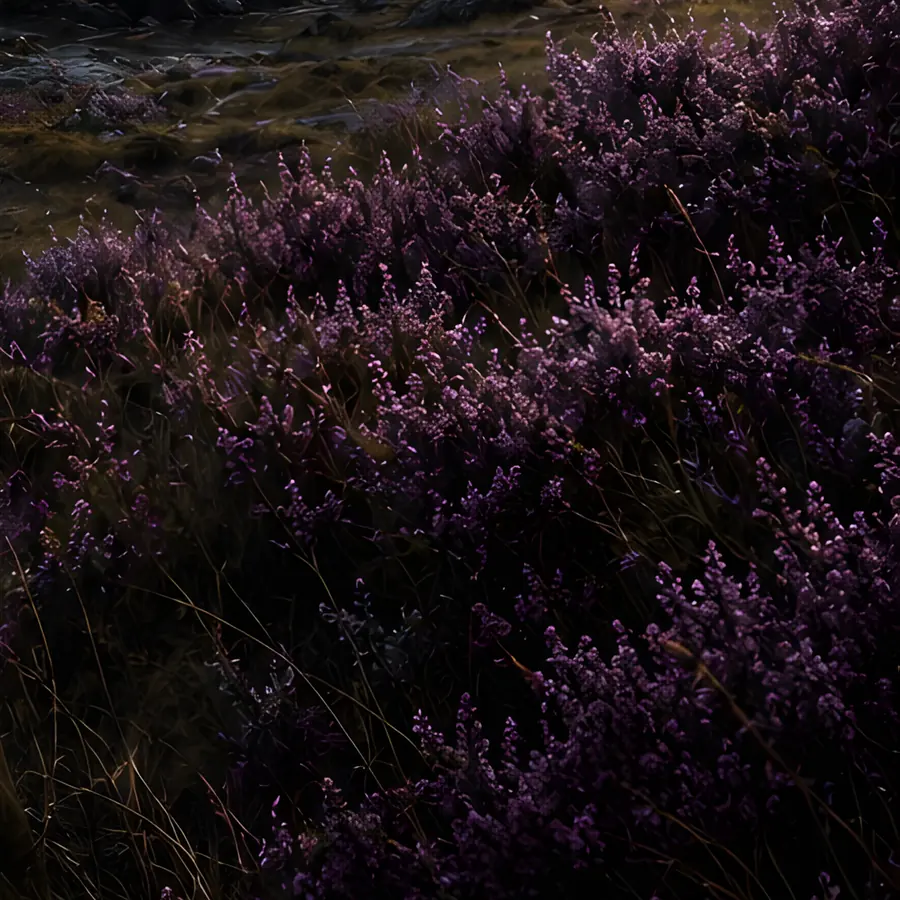 Violett blühendes Heidekraut im Abendlicht auf einem Hochlandhang