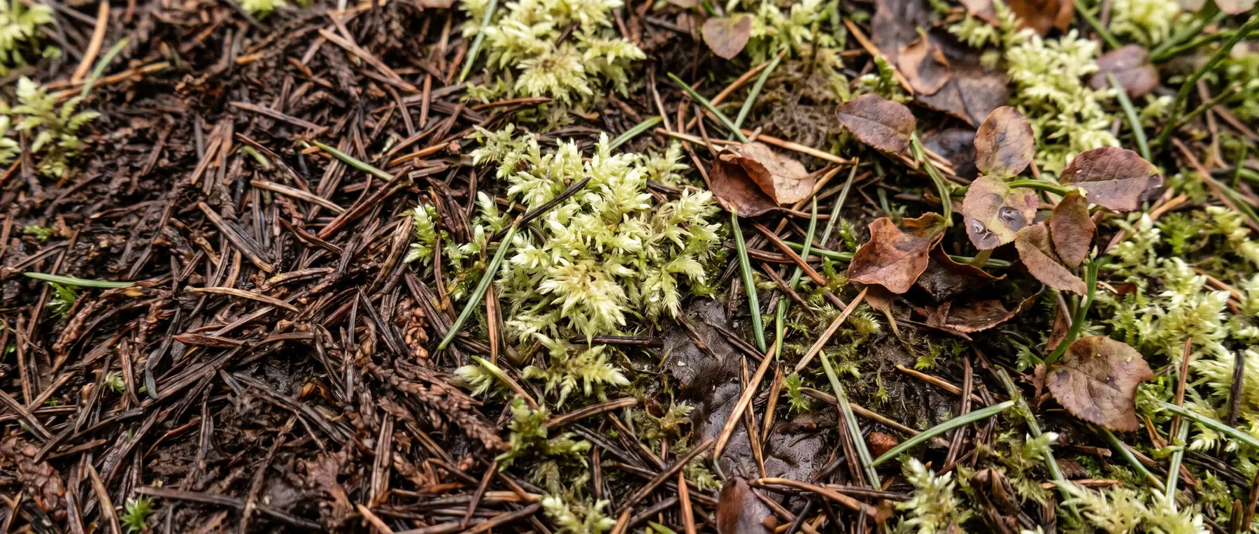 Moosiger Waldboden mit Nadelstreu und niedrigen Zwergsträuchern im Gegenlicht