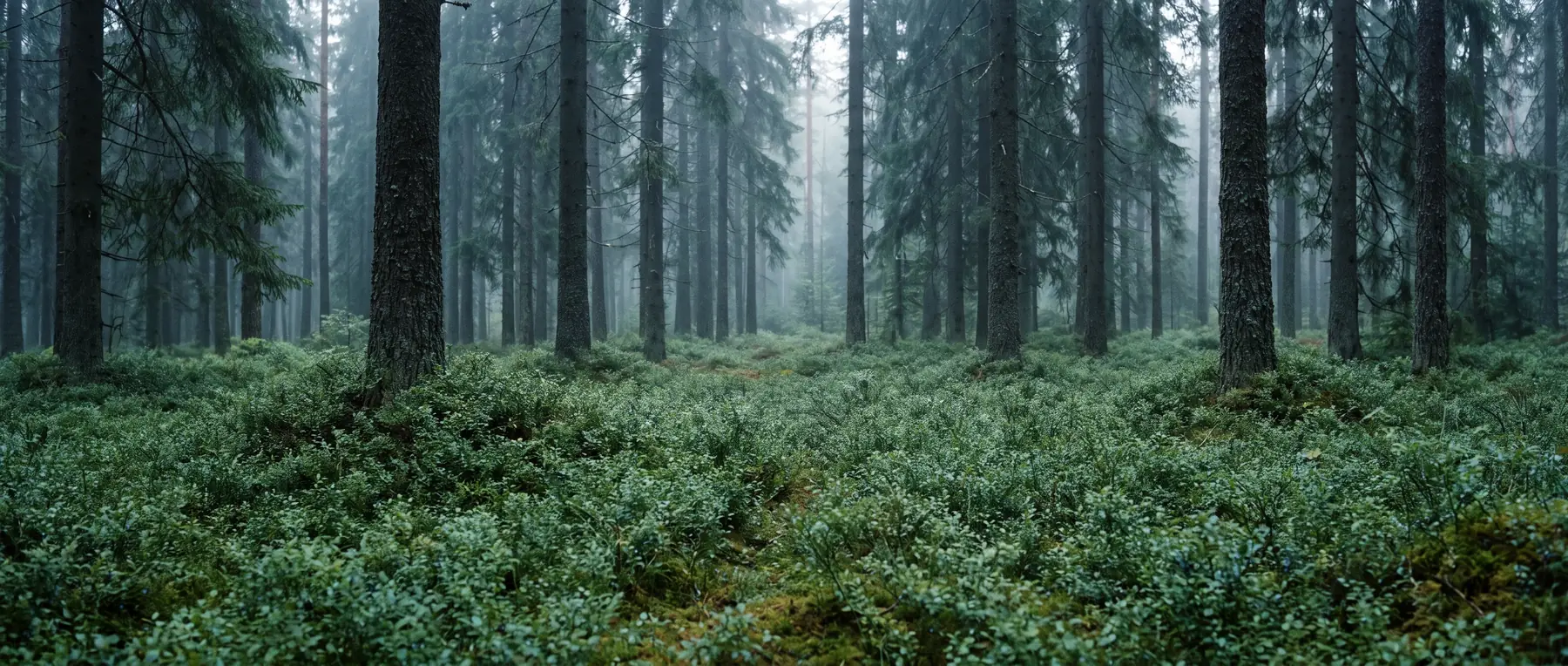 Waldboden mit einem Teppich aus Wildheidelbeersträuchern zwischen Fichtenstämmen